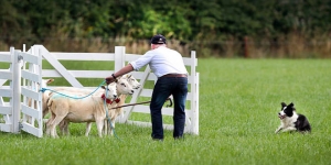 Sport cinofili: Lo sheepdog