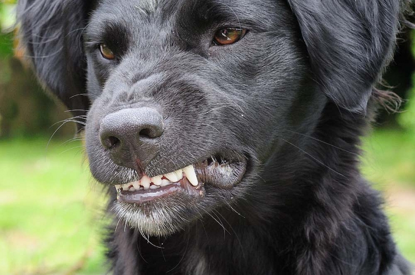 Chiusure denti del cane: quali sono accettate e quali sono difetti?