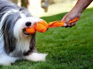 Giochi per cane fai da te: ecco alcune idee facili da realizzare