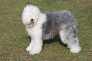 Le razze canine - L&#039;Old English Sheepdog o Bobtail