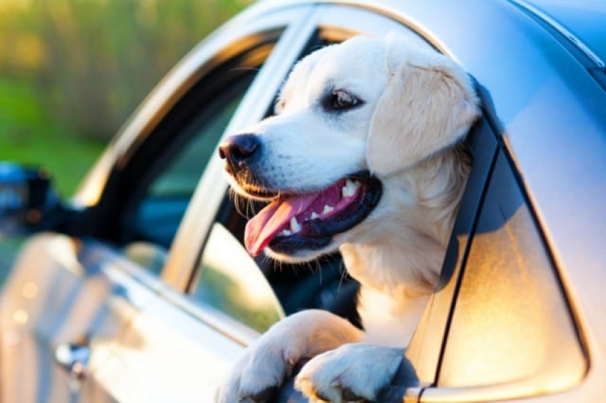 Cani in auto: cosa dice la legge