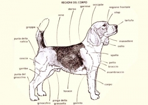 Regioni del corpo del cane: il garrese