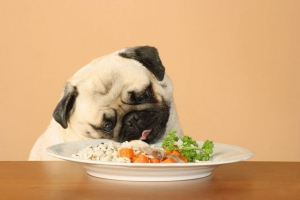 Alimentazione cane - La digestione: come funziona l&#039;apparato digerente