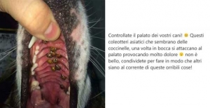 La Bufala delle coccinelle nel palato del cane