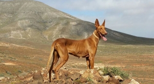 Le razze canine - Il Podenco canario