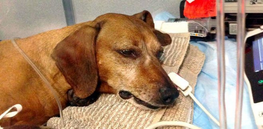 Avvelenamento del cane: sintomi e come intervenire
