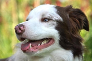 Depigmentazione del naso del cane: di cosa si tratta