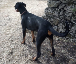 Vivere con un cucciolo di Dobermann: uno sguardo al futuro