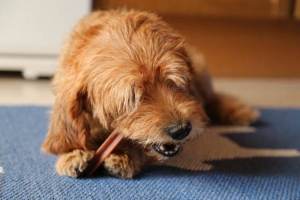 Le fratture dentali del cane: come intervenire