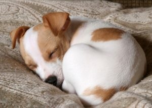 Perchè i cani girano su se stessi prima di dormire? Cani trottola e sonno