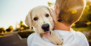 Come scegliere ed adottare un cane dal canile