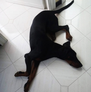 Vivere con un cucciolo di Dobermann: posture dobermanesche