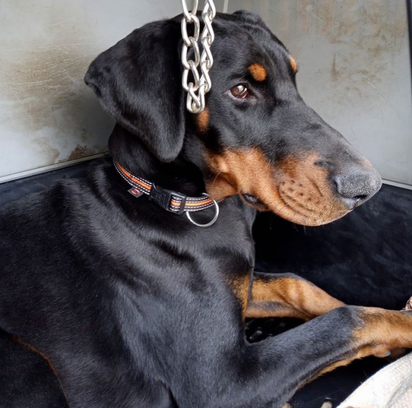 Vivere con un cucciolo di Dobermann: Incontro con uno sconosciuto