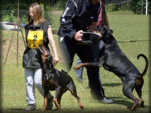 Sport cinofili - IGP (Internationale Gebrauchshunde Prüfungsordnung) Utilità e Difesa