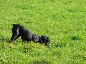 Perchè i cani scavano? Cani talpa e buche in giardino