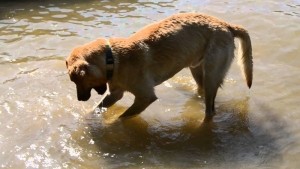 Cold tail sindrome della coda fredda