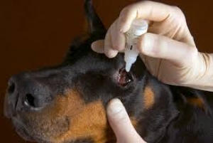Come si mettono il collirio e la pomata oftalmica al cane?