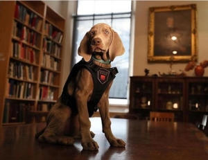 Assunto un Weimaraner al Museo di Boston