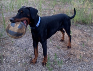 Vivere con un cucciolo di Dobermann: Illusioni