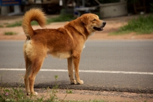 Cosa fare se si investe un cane? Ecco cosa dice la legge