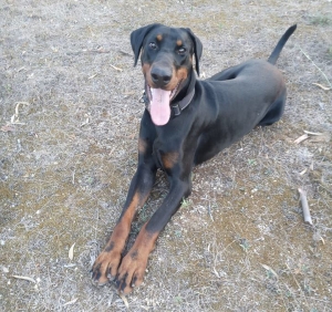 Vivere con un cucciolo di Dobermann: Tanti auguri Bowie!!!