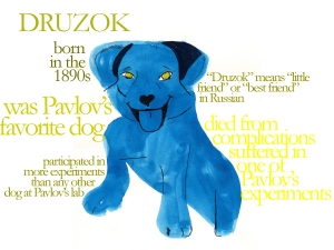 Nasce DruzhOk il primo social network per cani e gatti