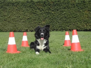 Sport cinofili: cos&#039;è l&#039;Obedience?