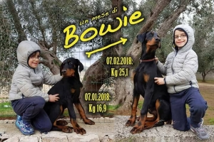 Vivere con un cucciolo di Dobermann: piccoli cuccioli crescono