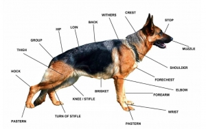 Come è fatto il cane: andature, curiosità e morfologia