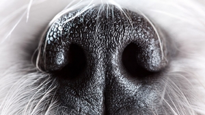 I baffi del cane: a cosa servono?