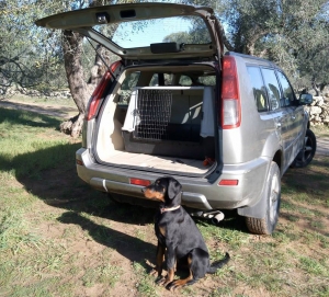 Vivere con un cucciolo di Dobermann: Selezione...