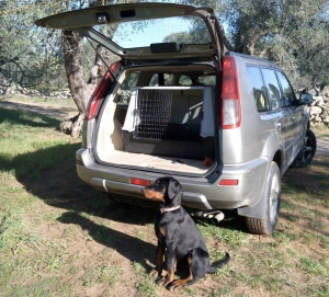 Vivere con un cucciolo di Dobermann: Selezione...