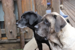 Il primo &quot;ospizio&quot; per cani in Italia si trova a Bracciano: Baffi d&#039;argento