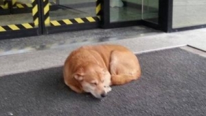 Ecco l&#039;Hachiko di Tolmezzo: per giorni davanti l&#039;ospedale in attesa del padrone