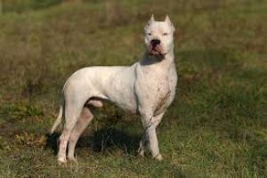 Tagliavano orecchie ai dogo argentino per fini estetici: denunciati veterinario ed allevatore.