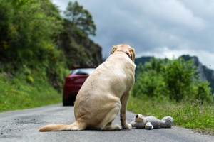 Campagna contro l'abbandono. I cani non ti abbandonano mai - IL VIDEO