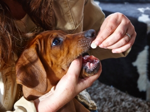 Dare le pasticche al cane: fai cosi e non sarà più un problema