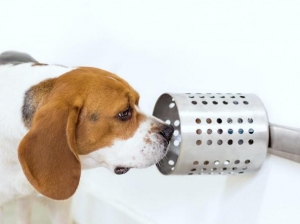 Cancro ai polmoni: il fiuto del cane come nuovo tipo di screening