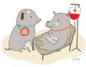 Dog Blood Donors: la banca dati dei cani donatori