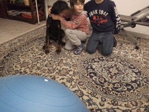 Vivere con un cucciolo di Dobermann: socializzazione