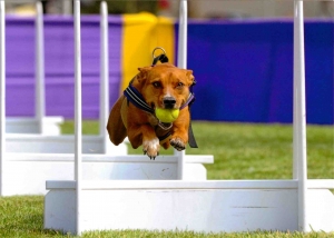 Sport Cinofili - Il Flyball (palla volante)