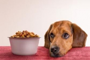 Una crocchetta non basta. Riflessione sul cibo dei nostri cani