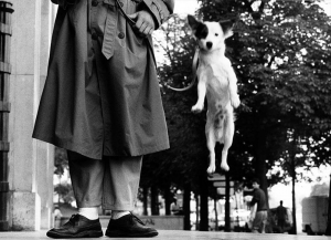 Elliott Erwitt ed &quot;i suoi cani&quot; in mostra a Treviso dal 22 settembre