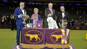 Westminster Kennel Club 2018: ecco i vincitori