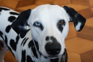 I cani e gli occhi di colore diverso: ecco cosa è l&#039;eterocromia
