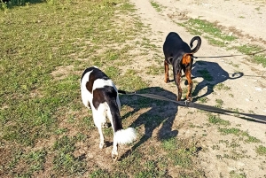 Posizione della coda del cane e significato