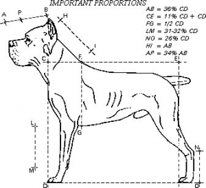 Come misurare il cane - Strumenti e tabella tipo delle misure