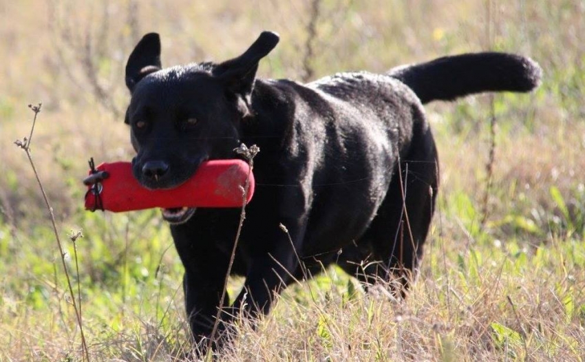 Sport cinofili: il retrieving per cani da riporto