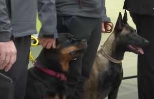 Covid e cani - Esperimento in Alto Adige: i cani molecolari fiuteranno i positivi nelle scuole