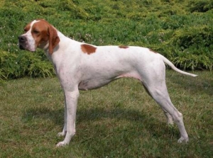 Appiombi del cane: cosa sono e come si definiscono
